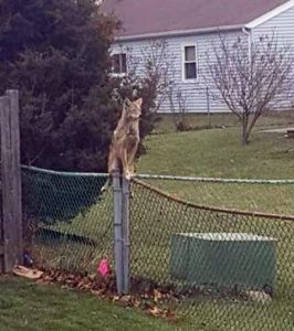 Coyote on Fence